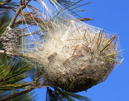 Traitement des nids de chenille processionnaire