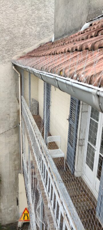installation pigeons batiment