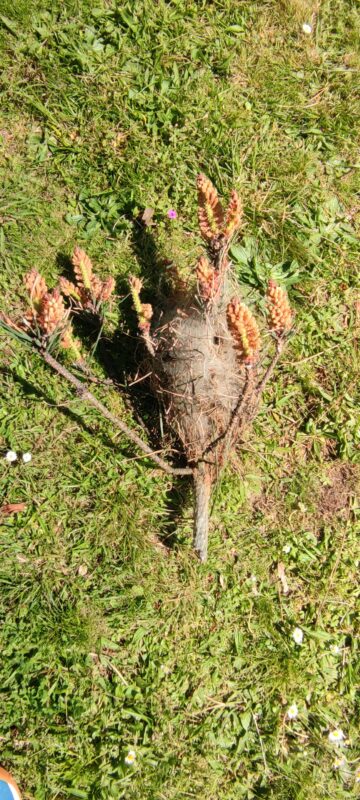 nid chenilles processionnaires