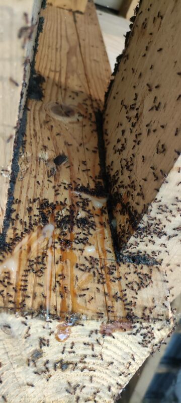 traitement fourmis charpentières