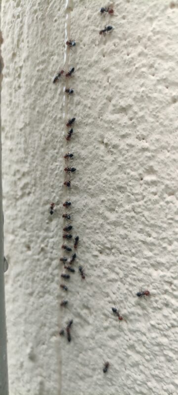 fourmis charpentière