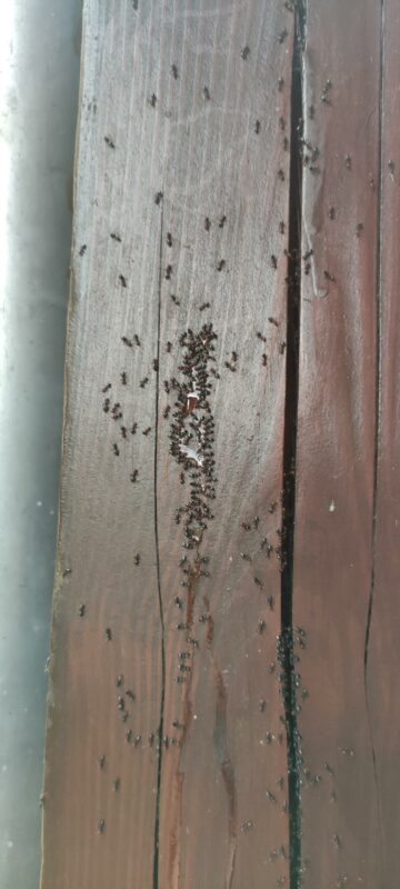 fourmis charpentière