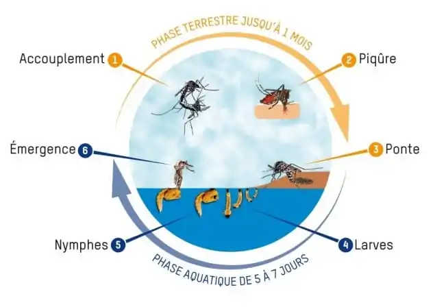 traitement moustique