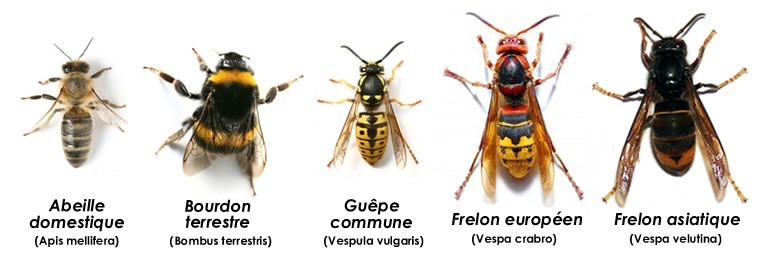 identification hymenoptère guêpes et frelons