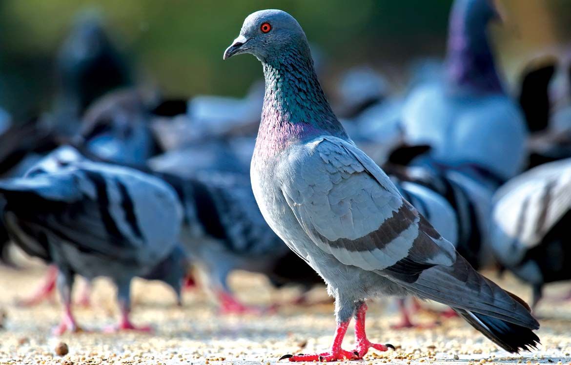 traitement pigeons